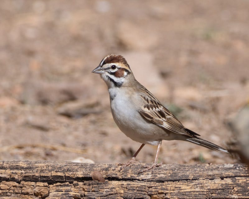 20250418-AshCanyon-405-Edit.jpg 20250418-AshCanyon-405-Edit.jpg