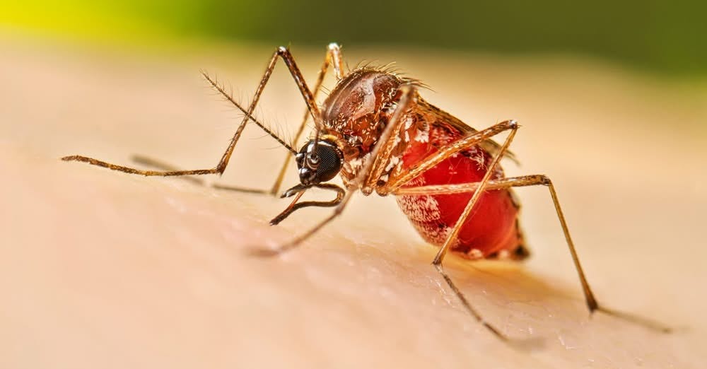 Manatee County Steps Up Mosquito Prevention as Dengue Activity Is Monitored Across Florida