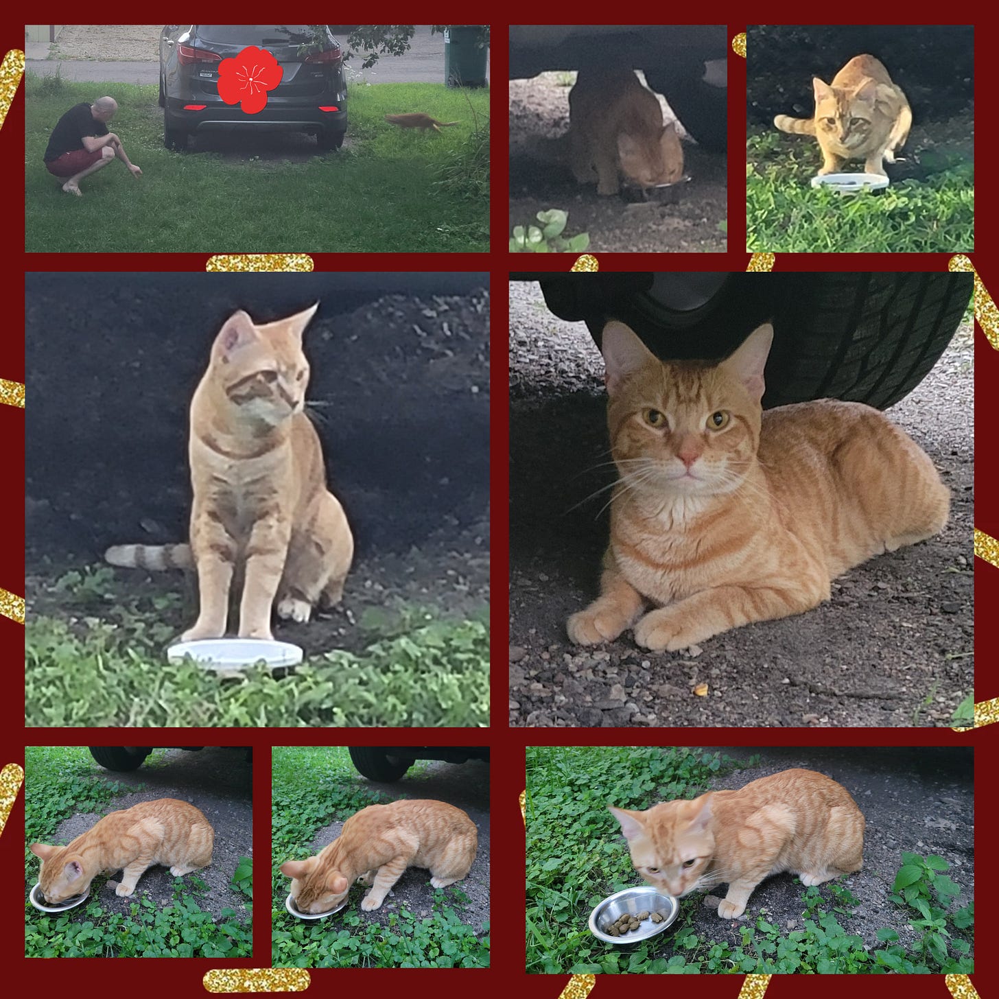 A nine photo collage of a stray orange cat hanging out and eating around an suv.