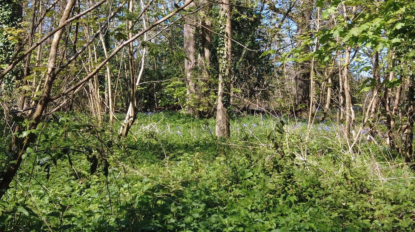A view inside a fun. It's springtime and sunshine is penetrating through the trees and casting shadows on the woodland floor. Image: Roland Millward