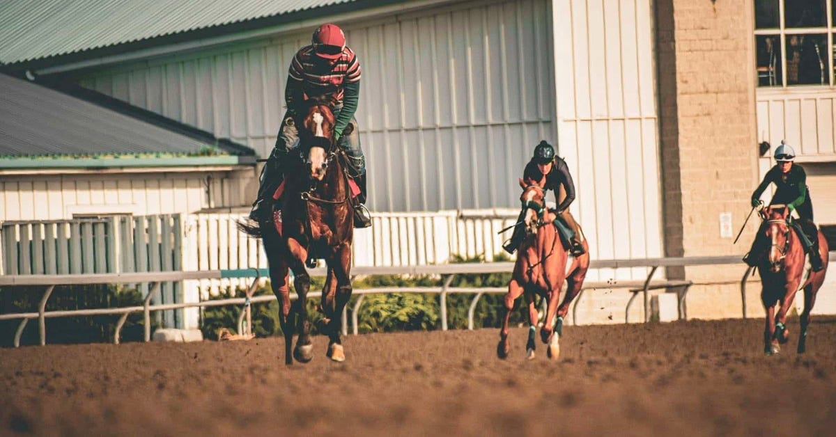 Horses exercising at Woodbine.