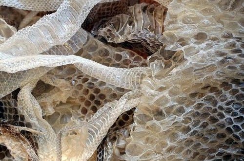 A Pinterest pin added by soymachupichu on Nov 14, 2024. The author is Laureline Geist. May present: snake skin shedding, reptiles.