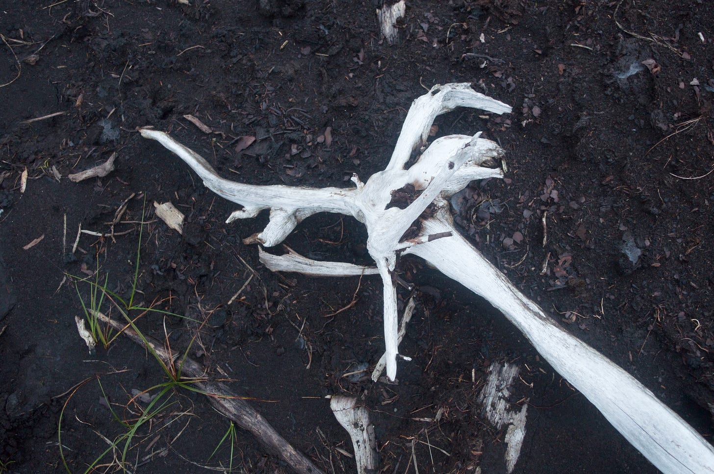 bare white wood on peat ground