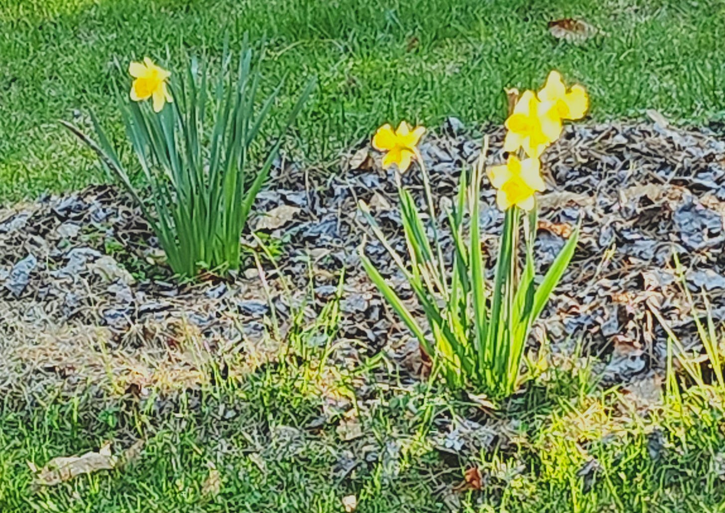 Color photograph of daffodils illuminated by late afternoon sunlight