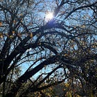 shapeshifting between solstices.