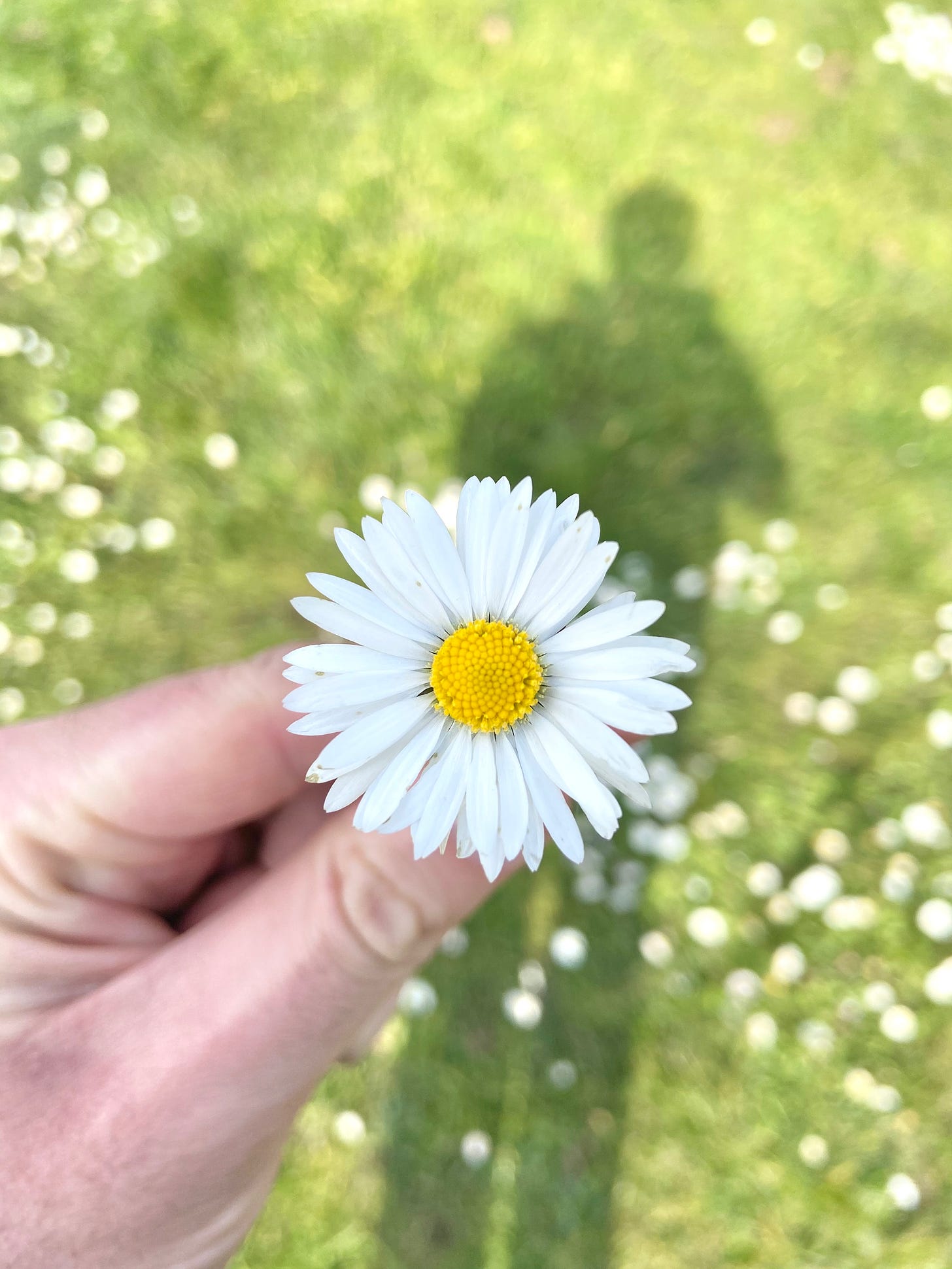 Bellis perennis | common daisy