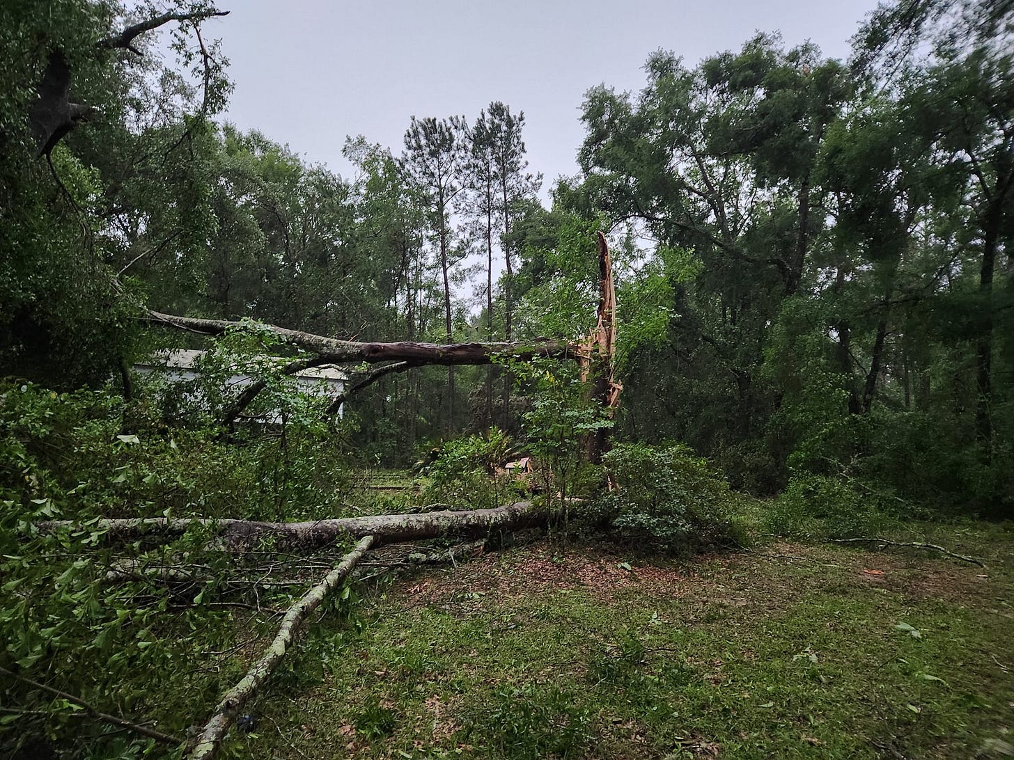 May be an image of tree May be an image of tree