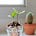 Money Plant