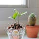 Money Plant