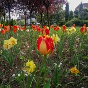 Banja Luka Tulip Banja Luka Tulip