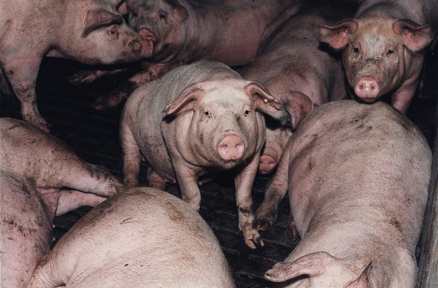 Pigs Suffering in Factory Farming - FOUR PAWS in Australia - Animal Welfare  Organisation