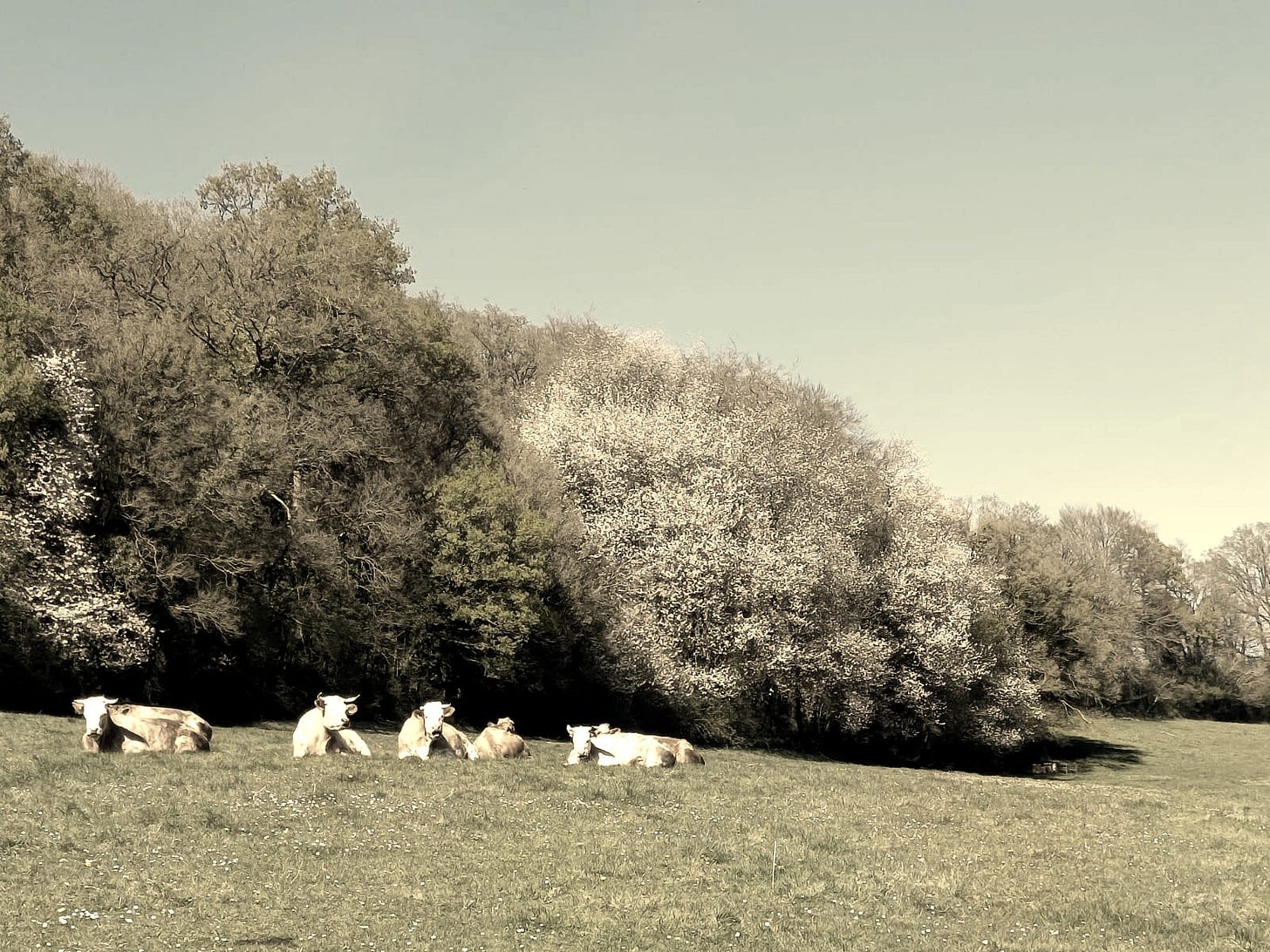 Cows in Normandy Field Cows in Normandy Field