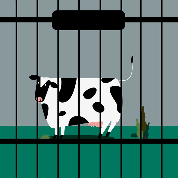 Cow Prison: Over 41 Royalty-Free Licensable Stock Illustrations & Drawings | Shutterstock Cow Prison: Over 41 Royalty-Free Licensable Stock Illustrations & Drawings | Shutterstock