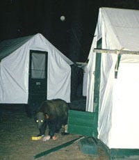 National PArks Service Photo of Scavanging Bear National PArks Service Photo of Scavanging Bear