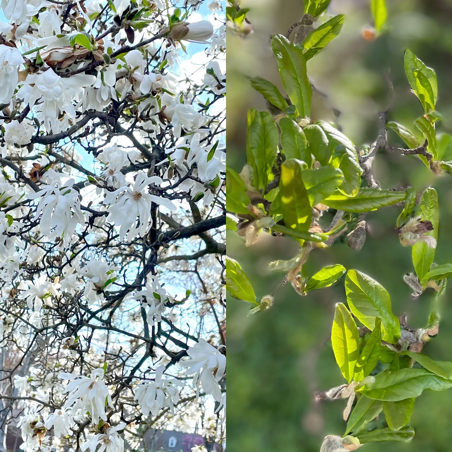 There are two photos of the same tree taken 10 days apart. The photo on the left features a tree bursting with white star magnolia flowers that each have about 12-15 long narrow petals arranged in a circle around a yellow center. The photo on the right has no flowers, but there are now seed pods where the flowers once were. And the bright green leaves have come in and filled up the spaces where the flowers once were. There are two photos of the same tree taken 10 days apart. The photo on the left features a tree bursting with white star magnolia flowers that each have about 12-15 long narrow petals arranged in a circle around a yellow center. The photo on the right has no flowers, but there are now seed pods where the flowers once were. And the bright green leaves have come in and filled up the spaces where the flowers once were.