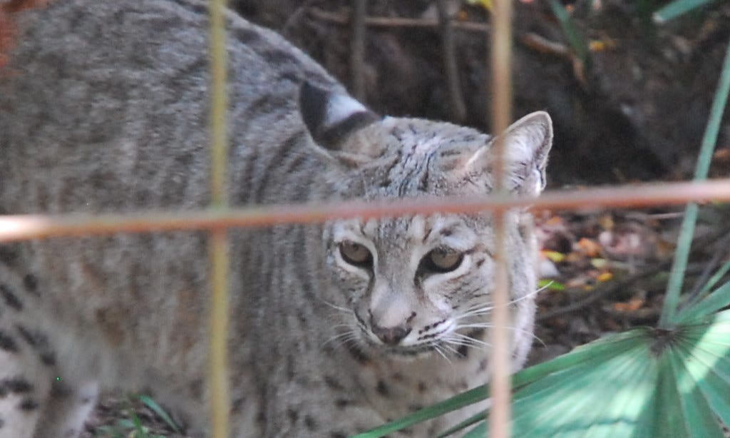 Bobcat_BCR_Cropped_Bobcat_Hunting_Ban Bobcat_BCR_Cropped_Bobcat_Hunting_Ban