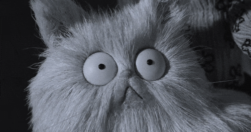 scared cat with big eyes