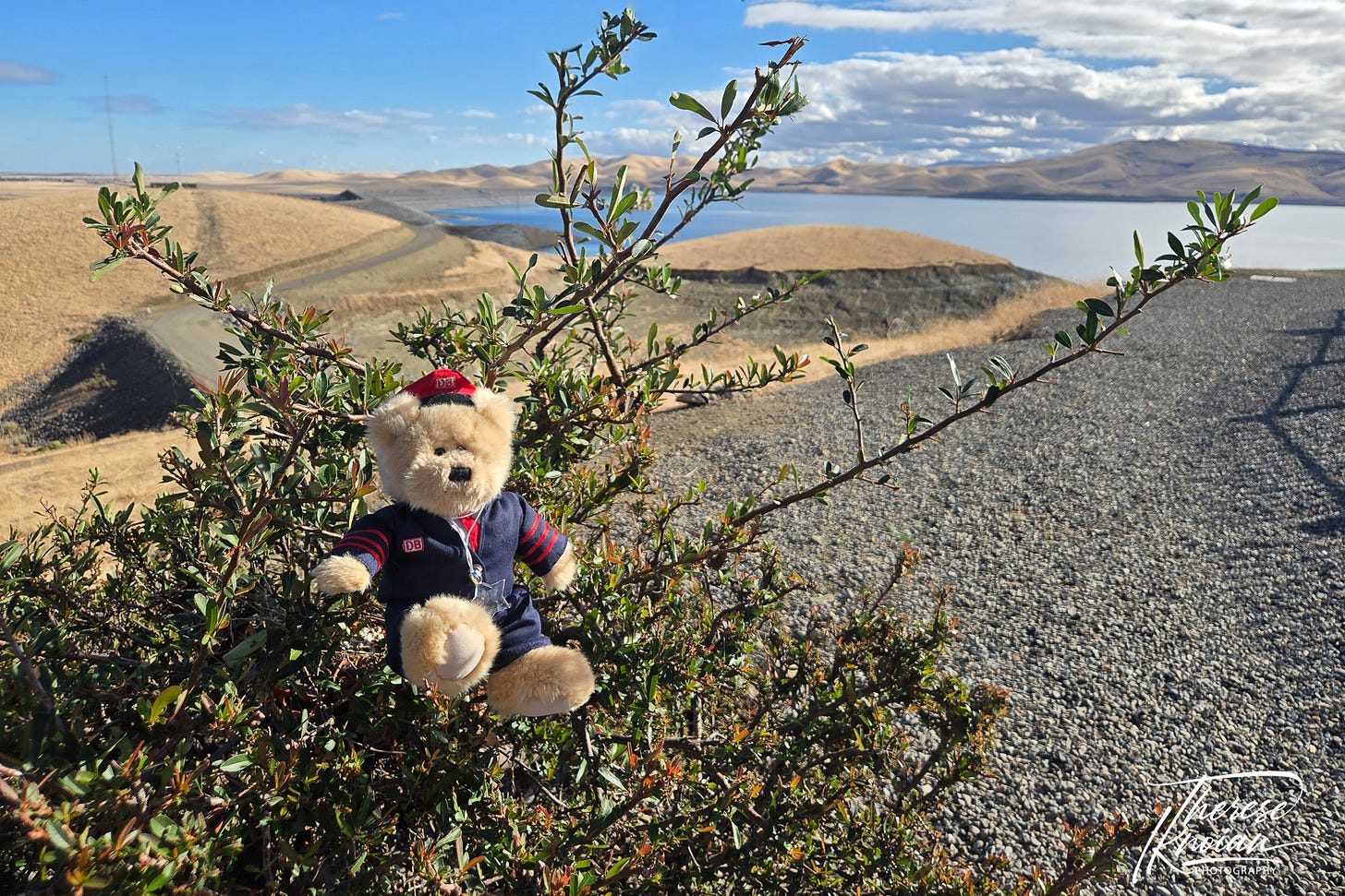 Dieter, our stuffed bear, sits on a bush to demonstrate good photo composition.