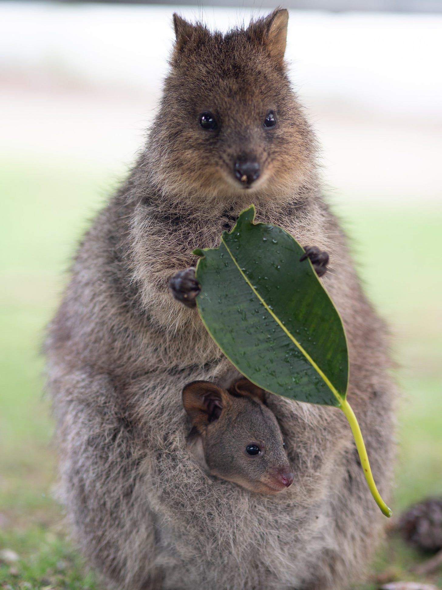 Quokka - The Australian Museum Quokka - The Australian Museum