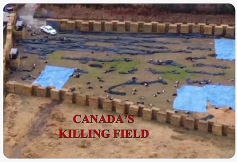 Ostrich Slaughter in Canada