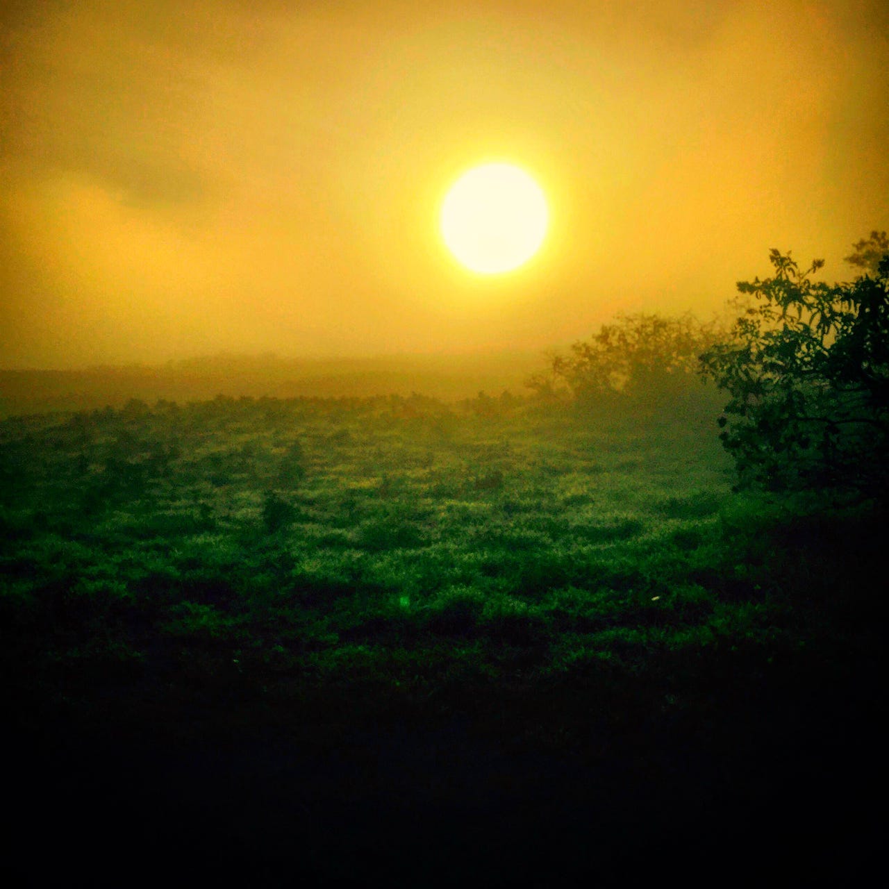 Cathleen Falsani: This Numinous World