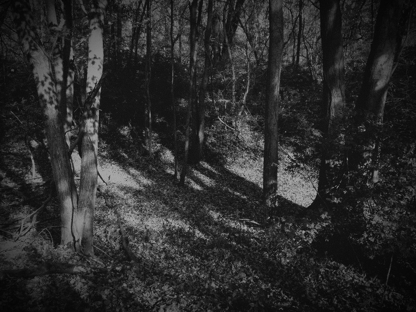 The woods just outside of Hallowtide.