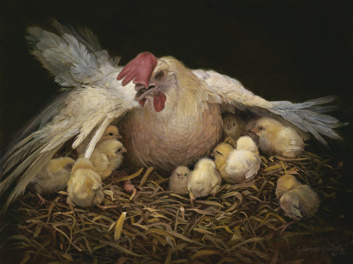 i would gather thee by liz lemon swindle chicken with chicks under wings  straw – Lizlemonswindle