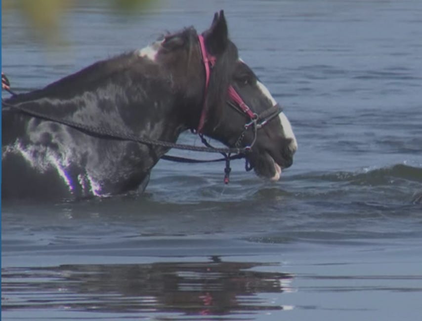 Horseback Riding Tours Pause at Palma Sola Bay Amid Bacteria Study