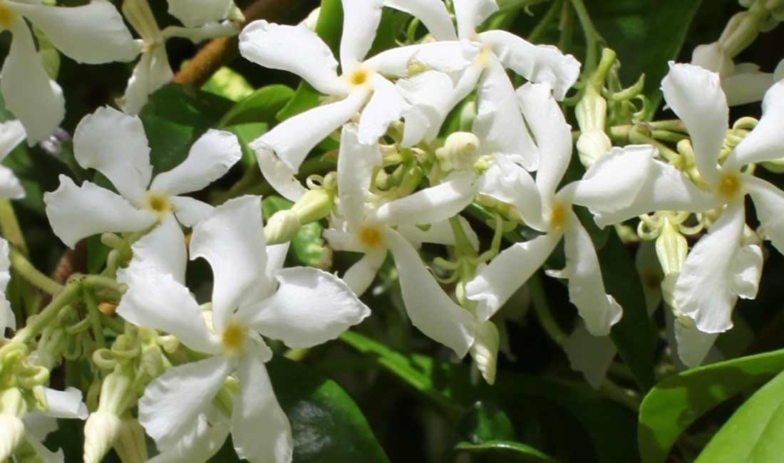 Star Jasmine (Trachelospermum jasminoides) | Clifton Nurseries Star Jasmine (Trachelospermum jasminoides) | Clifton Nurseries