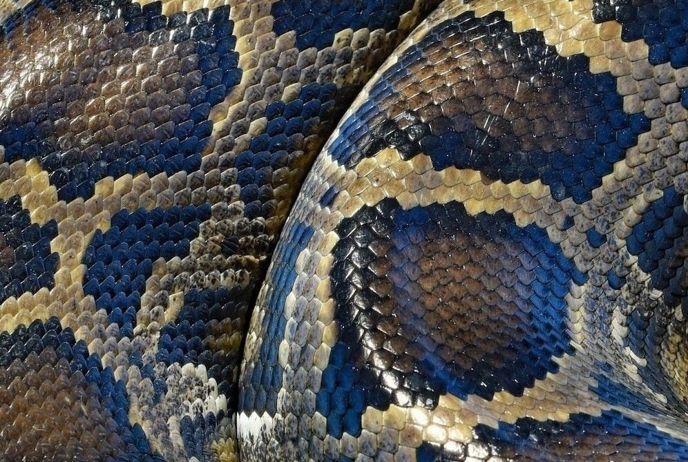 brown and black snake