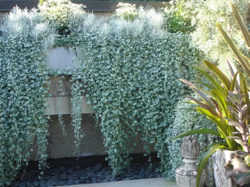 Buy Dichondra Silver Falls Plants Online | Free Shipping NZ
