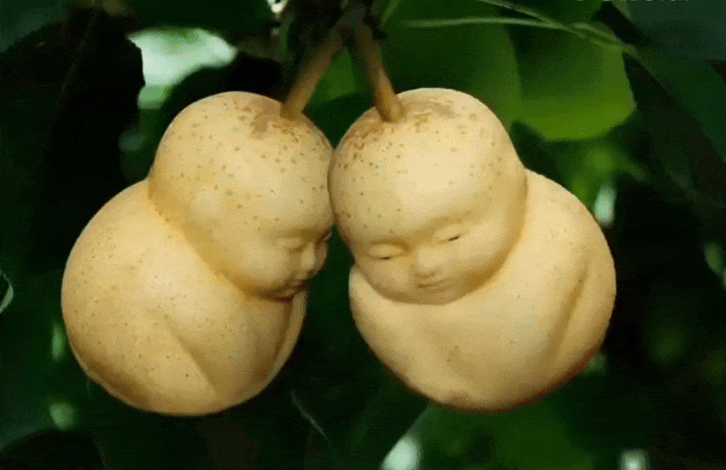 The Biblical 'Tree of Knowledge' Was Never About 'Fruit'