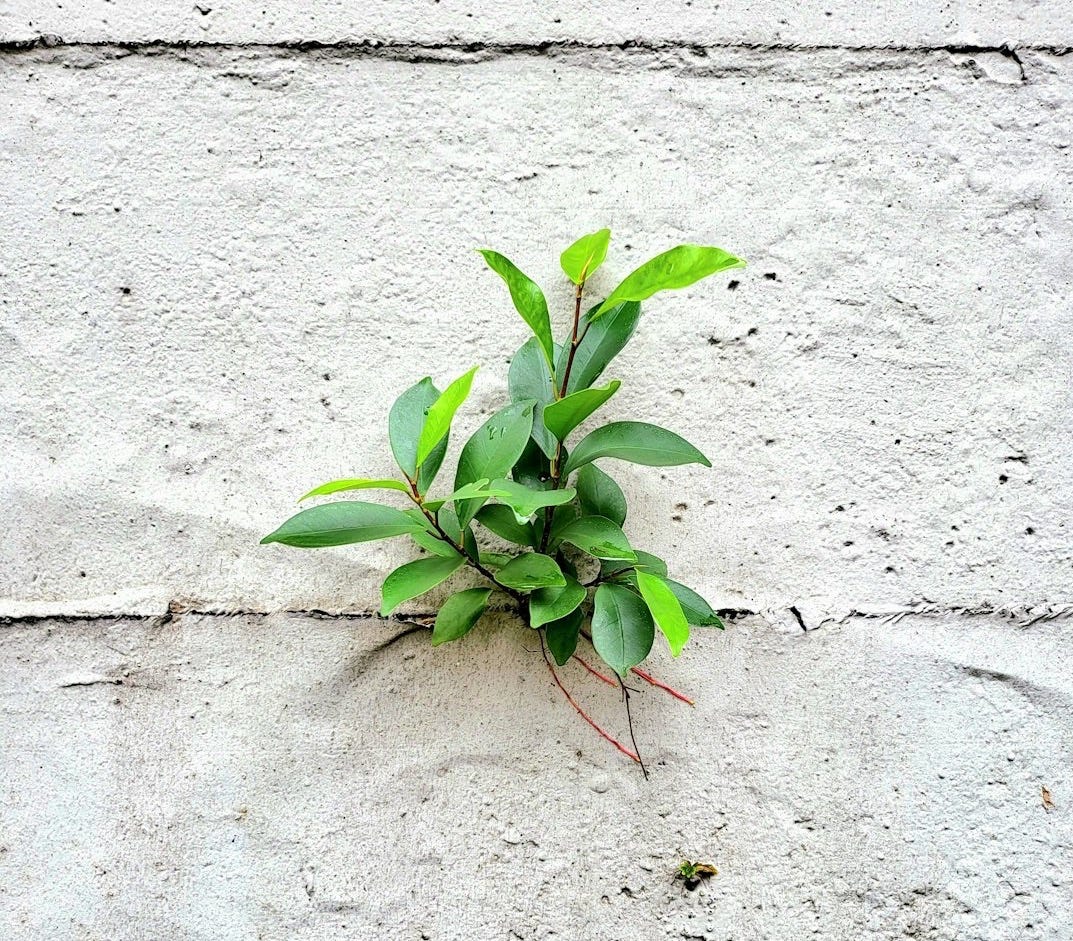 a plant growing in the sand