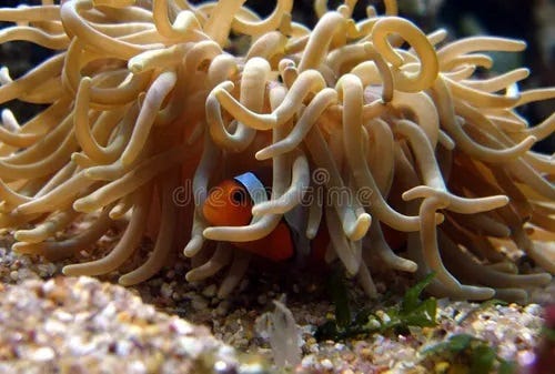 The Symbiotic (Human) Body