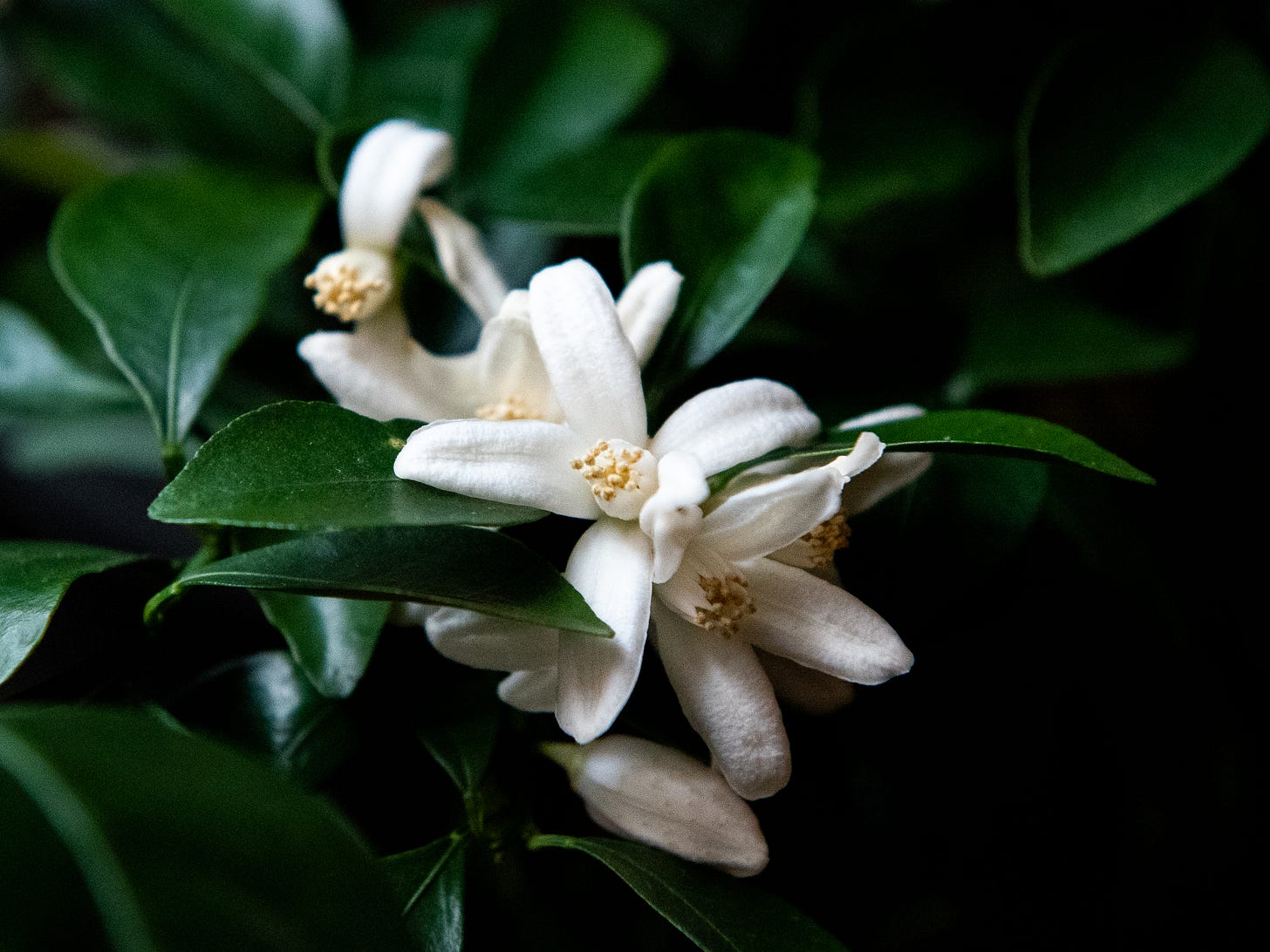 ID: another up close photo of the same flowers