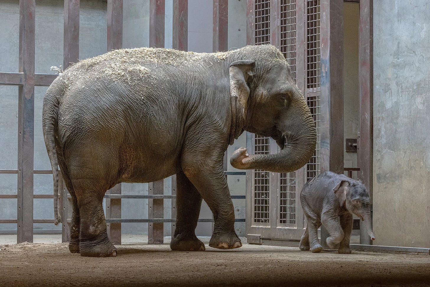 A large adult elephant and a very small newborn elephant calf standing together in an indoor enclosure with a sandy floor, metal gate structures, and a concrete wall.