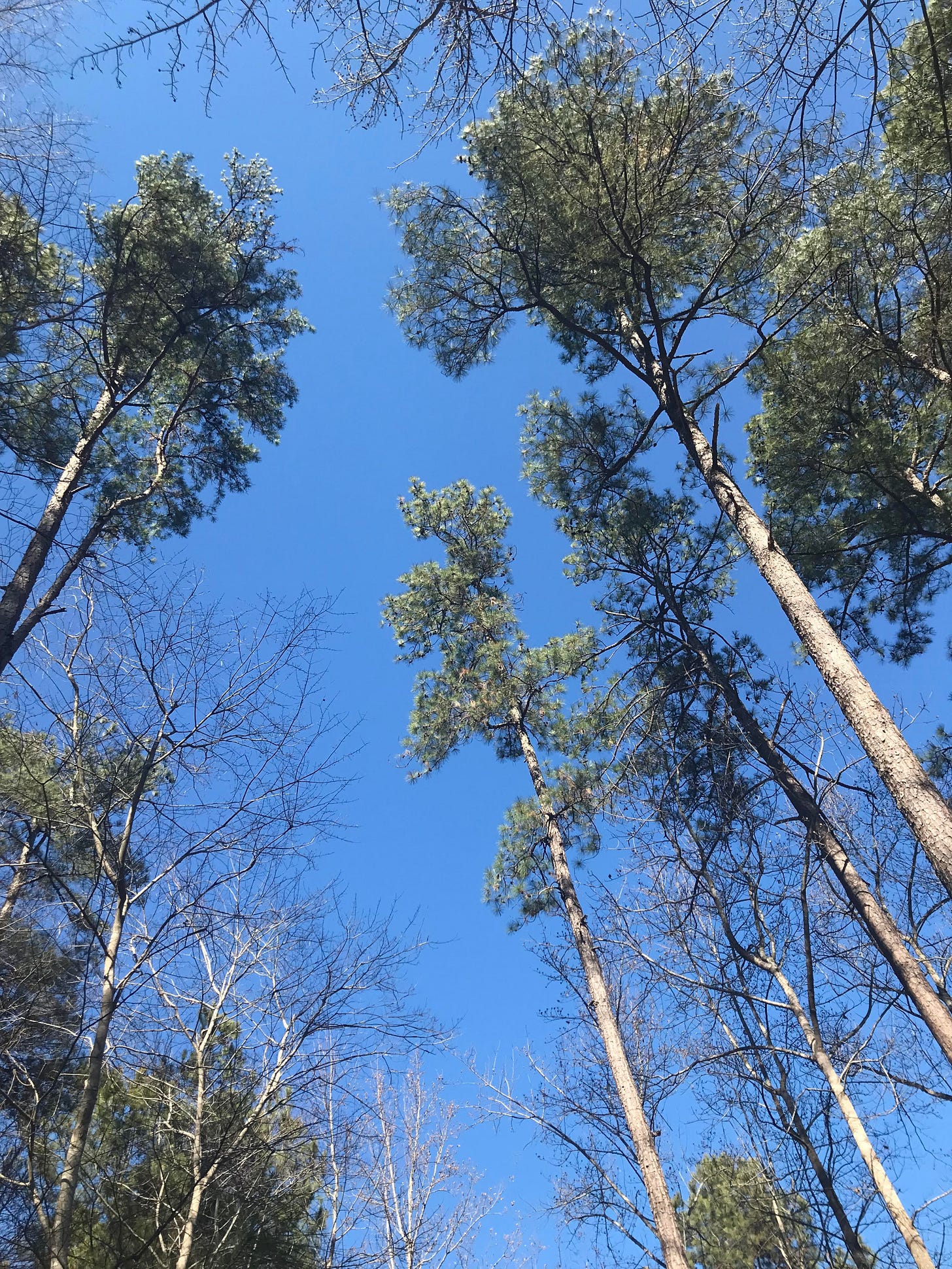 Tall pine trees rising against a clear winter-blue sky, branches reaching upward, seen from below.