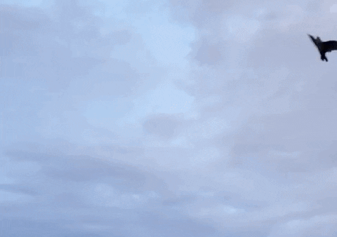 Animated GIF Animated GIF