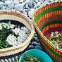 The Forager - Wild Food & Nature Lovers
