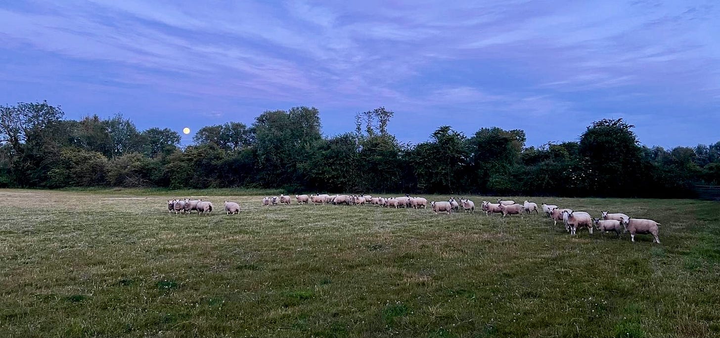 Sheep in a semi-circle under a full-ish moon