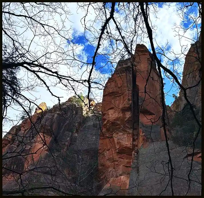 A rock and branches.