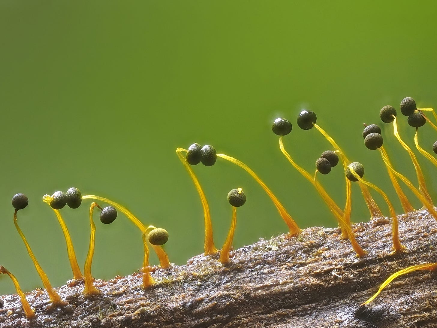 Physarum viride
