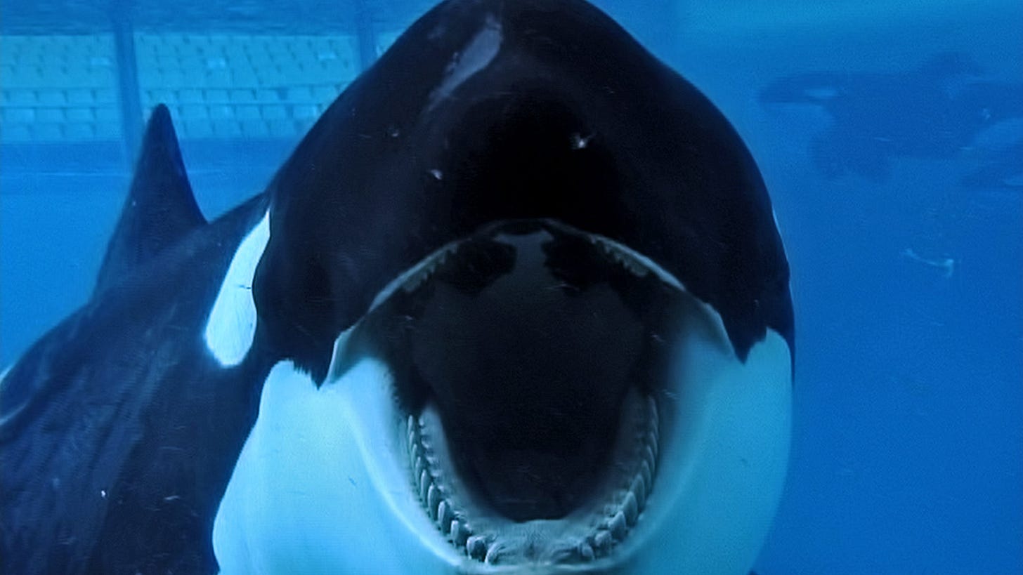 Blackfish,' a Documentary, Looks Critically at SeaWorld - The New York Times