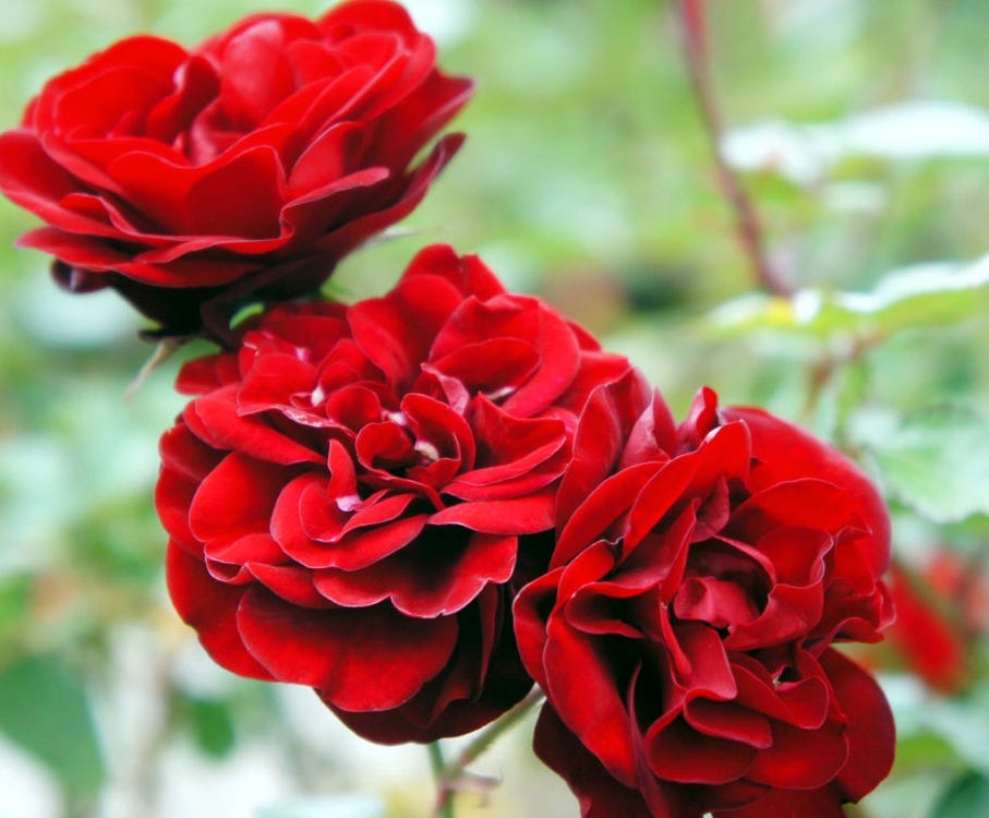 Lavaglut rose Lavaglut rose