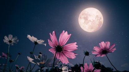 How Flowers Affect Us
