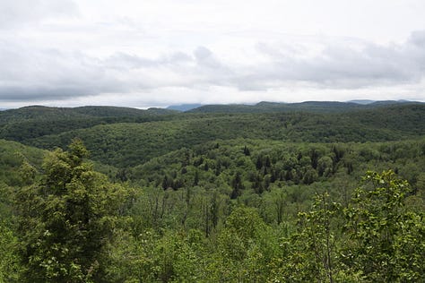 Three photos depicting a salamander, a caterpillar, and the hilltop view of Kumbrabow State Forest.