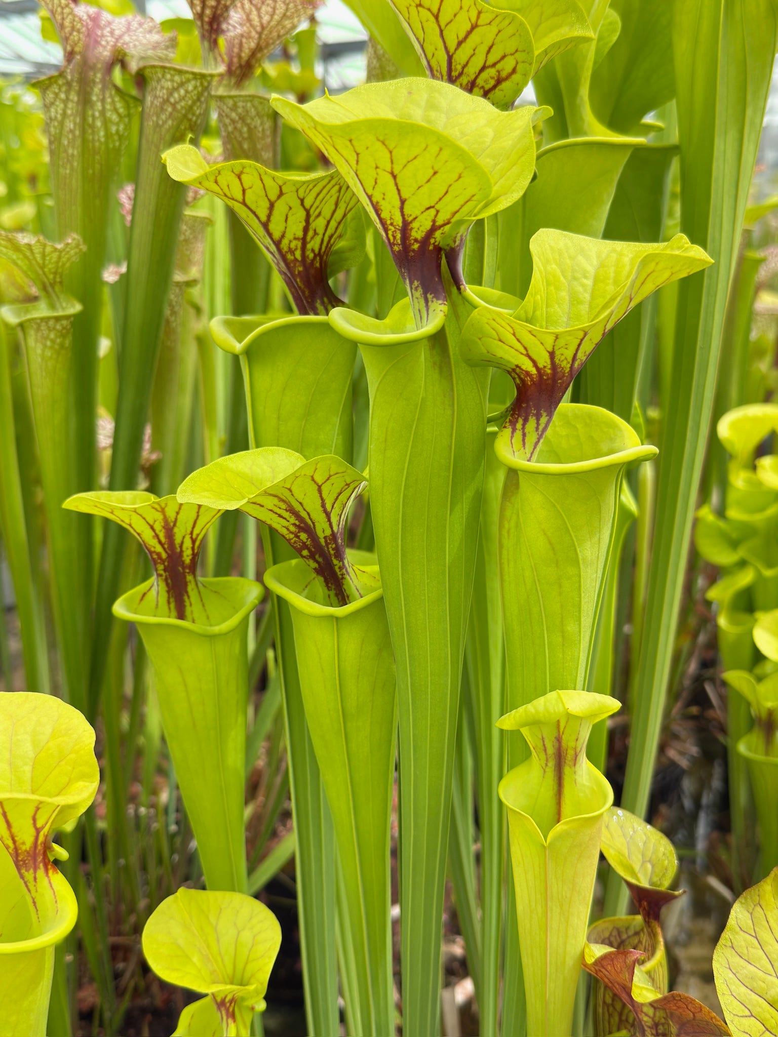 5 carnivorous plants you can grow outdoors in the UK
