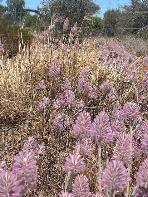 Wildflowers at the Haggerty farm