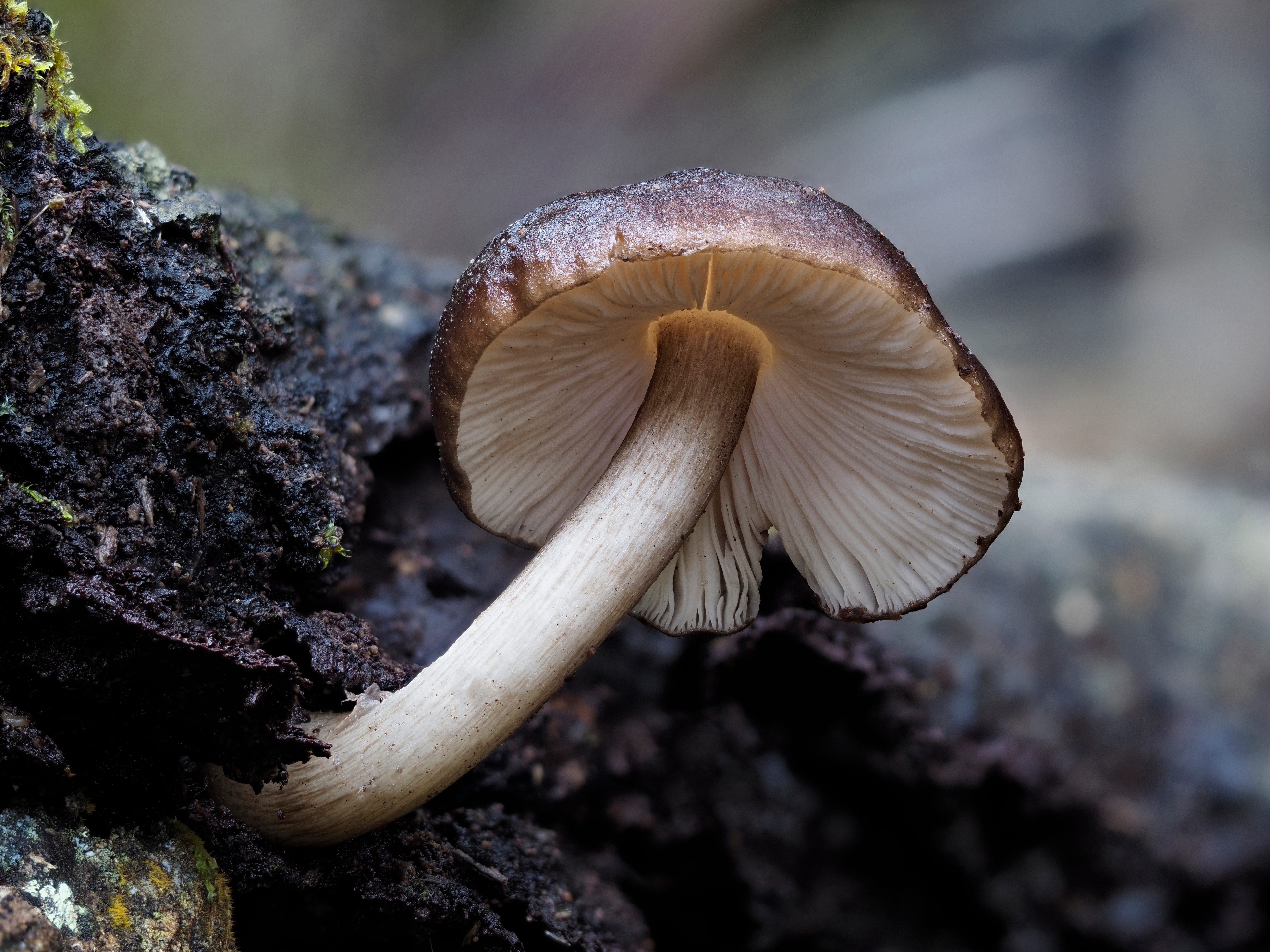 March Mushrooms at Mount Wakakusayama 若草山