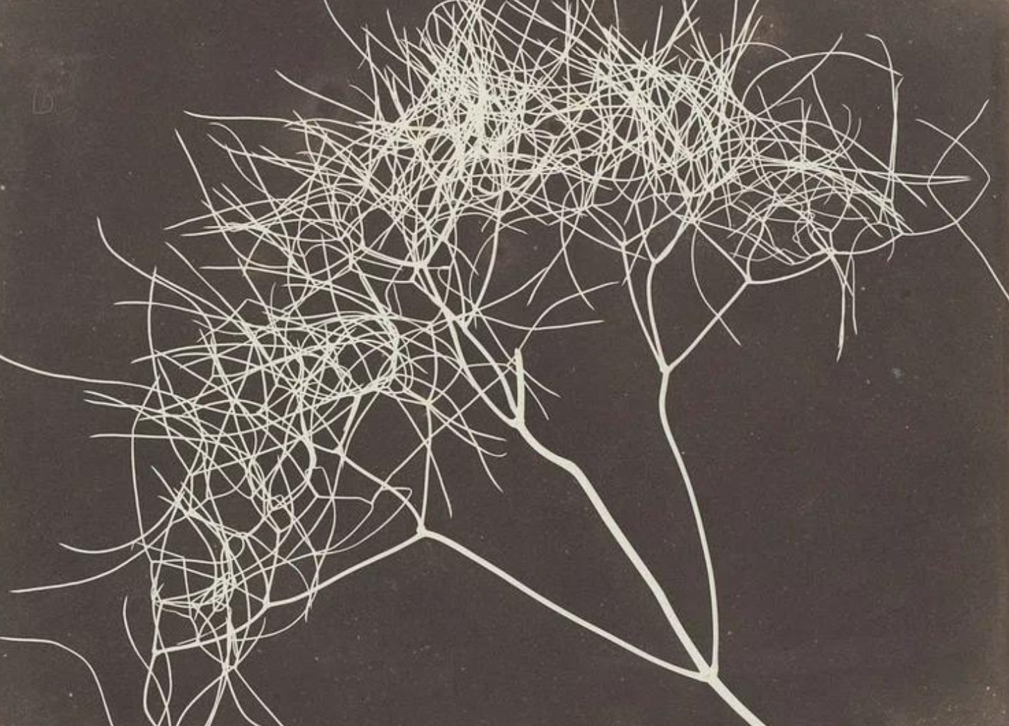 Hornbeam Leaf, 1840, William Henry Fox Talbot